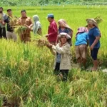 Peningkatan Produksi Nasional Dorong Tercapainya Swasembada Pangan