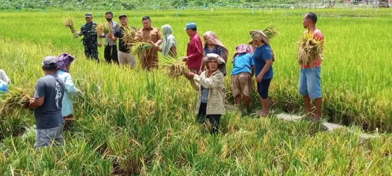 Peningkatan Produksi Nasional Dorong Tercapainya Swasembada Pangan