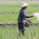 Swasembada Pangan Jadi Strategi Pemerintah Tingkatkan Pendapatan Petani