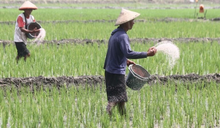 Swasembada Pangan Jadi Strategi Pemerintah Tingkatkan Pendapatan Petani