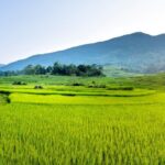 Swasembada Pangan Jadi Penopang Utama Ekonomi Berkelanjutan