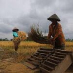 Pemerintah Percepat Swasembada, Indonesia Siap Jadi Pusat Produksi Pangan Dunia