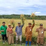 Upaya Mewujudkan Swasembada Pangan Tingkatkan Terciptanya Lapangan Kerja