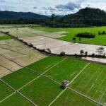 Pemerintah Pastikan Swasembada Pangan Terwujud 2025