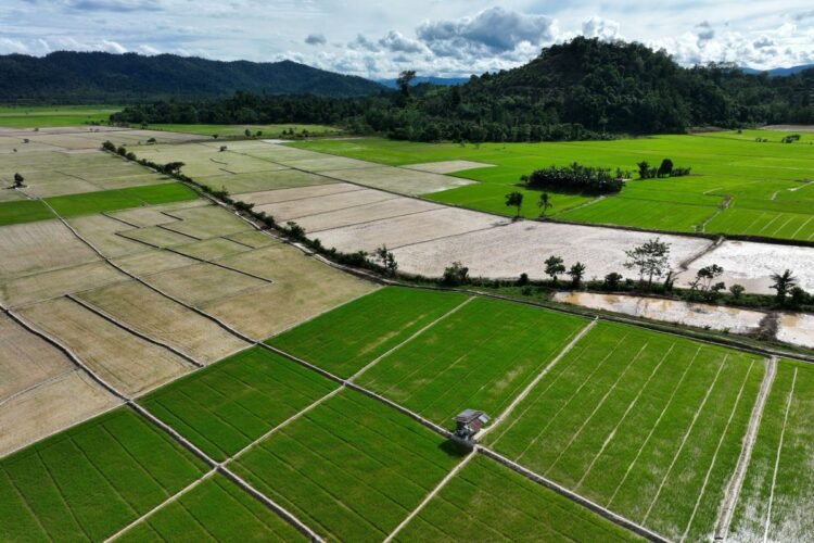 Pemerintah Pastikan Swasembada Pangan Terwujud 2025