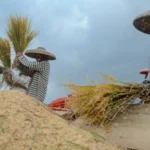 Pemerintah Dorong Inovasi Teknologi Pertanian Untuk Swasembada Pangan