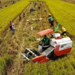 Program Swasembada Pangan Dorong Terciptanya Lapangan Kerja