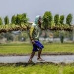 Pemerintah Optimis Swasembada Pangan Akhir Tahun 2025