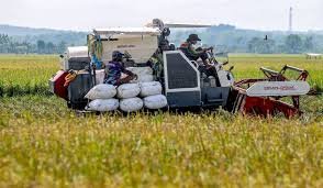 Pemerintah Targetkan Swasembada Pangan Dalam 3 bulan