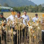 Panen Raya Jagung Komitmen Pemerintah Dalam Program Swasembada Pangan