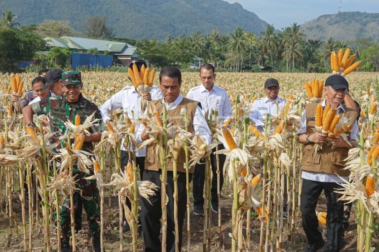 Panen Raya Jagung Komitmen Pemerintah Dalam Program Swasembada Pangan