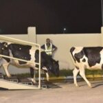 Program Sapi Merah Putih Membuka Jalan Swasembada Pangan dan Pekerjaan Produktif