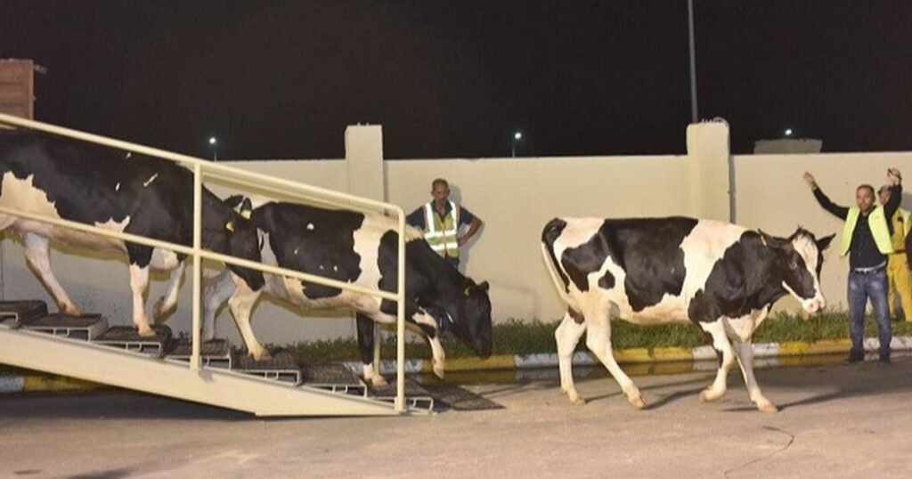 Program Sapi Merah Putih Membuka Jalan Swasembada Pangan dan Pekerjaan Produktif