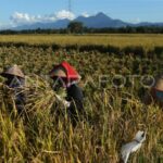 Pemerintah Tegaskan Swasembada Pangan Tak Terganggu Aksi Massa