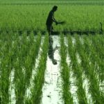 Pemerintah Percepat Swasembada Pangan dengan Ekstensifikasi Lahan