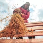 Hentikan Impor Beras, Indonesia Siap Swasembada Pangan Akhir Tahun 2025