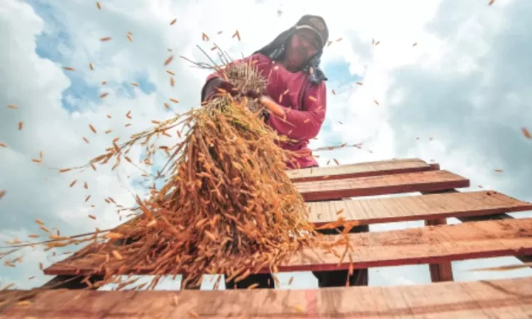 Hentikan Impor Beras, Indonesia Siap Swasembada Pangan Akhir Tahun 2025