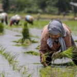 Surplus Beras 4 Juta Ton, Bukti Nyata Swasembada Pangan Nasional di Tahun Pertama Prabowo–Gibran