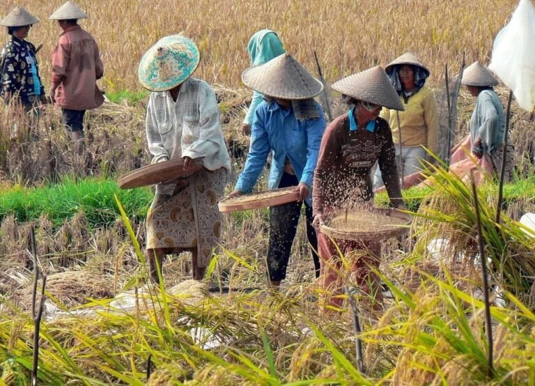 Produksi dan Stok Beras Membaik, Indonesia Makin Dekat pada Kemandirian Pangan