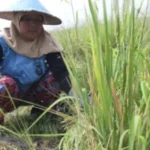 Program Swasembada Pangan Indonesia Raih Atensi dan Apresiasi Dunia