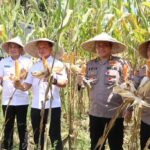 Langkah Terpadu Perkuat Ketahanan Pangan Papua: Produksi Meningkat, Pengawasan Diperketat