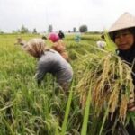 Pemerintah Terus Gencarkan Komitmen Swasembada Pangan Sebagai Target Nasional