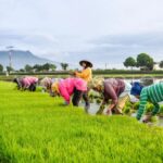 Produksi Pertanian Meningkat, Indonesia Mantap Melangkah ke Era Swasembada Pangan