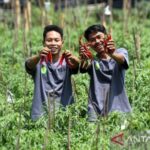 Dari Target 4 Tahun Jadi Realitas 1 Tahun: Swasembada Beras Jadi Bukti Keberhasilan Kebijakan Pangan