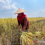Apresiasi Langkah Terukur Pemerintah Antar Indonesia Menuju Swasembada Pangan