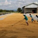 Swasembada Pangan Era Prabowo Perkokoh Ekonomi Rakyat dan Stabilitas Sosial