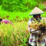 Mendukung Pemerintah Perkuat Ketahanan Pangan Sebagai Fondasi Stabilitas Nasional