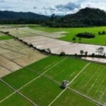 Pemerintah Pastikan Swasembada Pangan Berkelanjutan Demi Ketahanan Nasional