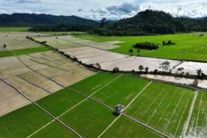 Pemerintah Pastikan Swasembada Pangan Berkelanjutan Demi Ketahanan Nasional