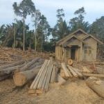 Pemanfaatan Kayu Hanyutan Percepat Pembangunan Hunian Sementara di Aceh dan Sumut