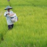 Swasembada Beras Tercapai Setahun, Prabowo Tegaskan Keberhasilan Reformasi Pertanian