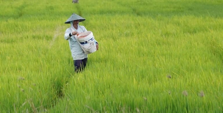 Swasembada Beras Tercapai Setahun, Prabowo Tegaskan Keberhasilan Reformasi Pertanian