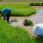 Hilirisasi Perkebunan Dorong Kemandirian Ekonomi Nasional