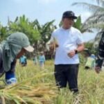 Mengapresiasi Komitmen Pemerintah Jaga Surplus dan Stabilitas Harga Pangan Nasional