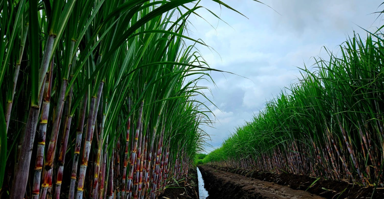 PTPN III melalui SGN Perkuat Peran Strategis Menuju Swasembada Gula Nasional