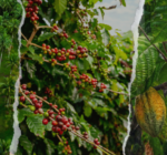 Hilirisasi Perkebunan Rakyat Didorong, Nilai Tambah Petani Jadi Fokus