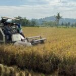 Swasembada Beras Terwujud, Indonesia Menuju Ketahanan Pangan Nasional