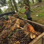 Pemerintah Dorong Swasembada Energi melalui Komoditas Strategis