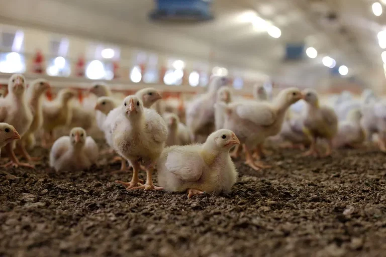 Swasembada Protein Dimulai, Pemerintah Garap Hilirisasi Ayam Terintegrasi