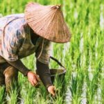 Swasembada Pangan Menguat, Fondasi Keberlanjutan dan Kesejahteraan Petani Turut Diperkuat