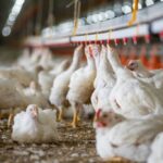 Pemerintah Perkuat Swasembada Protein melalui Hilirisasi Ayam Terintegrasi