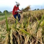 Ketahanan Pangan Indonesia: Mewujudkan Kemandirian dan Stabilitas Nasional