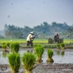 Swasembada Pangan, Perisai Indonesia di Tengah Konflik Global