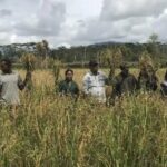 Komitmen Pemerintah Perkuat Ketahanan Pangan Papua Hingga Wilayah Terpencil