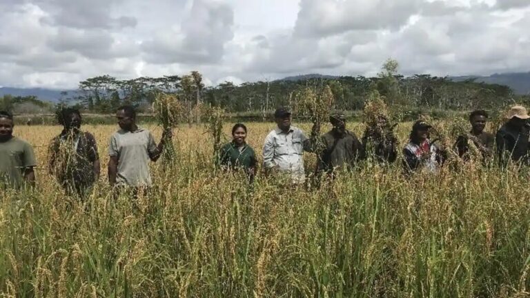 Komitmen Pemerintah Perkuat Ketahanan Pangan Papua Hingga Wilayah Terpencil