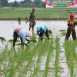 Tanam Serentak sebagai Strategi Kunci Ketahanan Pangan